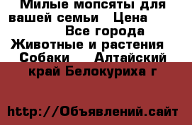 Милые мопсяты для вашей семьи › Цена ­ 20 000 - Все города Животные и растения » Собаки   . Алтайский край,Белокуриха г.